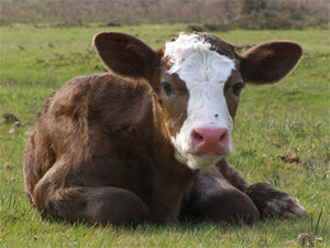 The horrific life of nz bobby calves