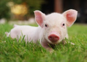 Cute Baby Pig